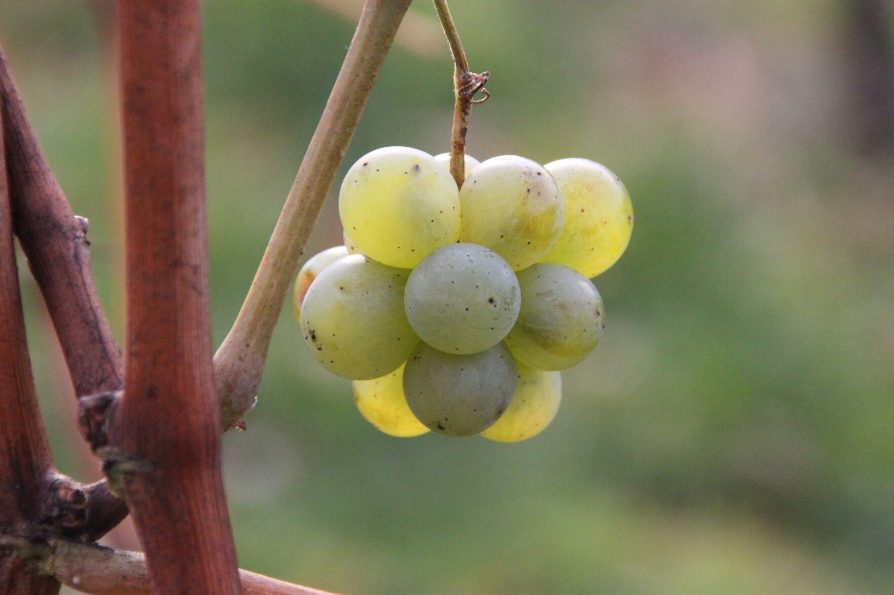 2019 Kirkland Signature "California" Chardonnay